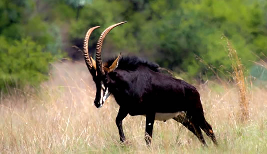 Shimba Hills Sable Antelope